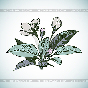 Cherry branches with flowers, sakura - vector clip art