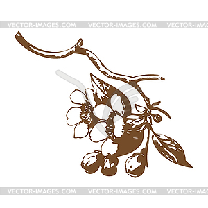 Cherry branches with flowers, sakura - stock vector clipart