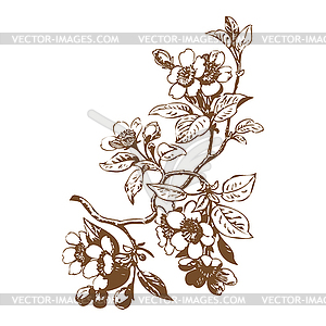 Cherry branches with flowers, sakura - vector image