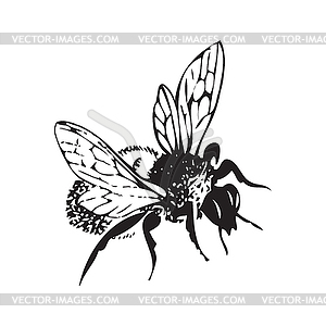 honey bee illustration antique