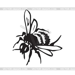 Engraving antique honey flying bee, isola - vector image