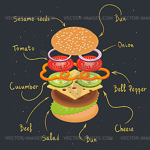 Burger infographics - vector clipart