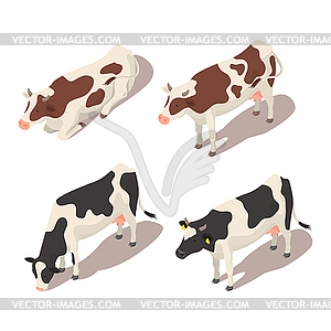 Isometric 3d set of cows - vector clip art