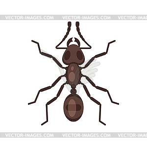 Flat style ant - vector clipart