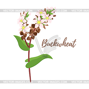Cereals - buckwheat - vector image
