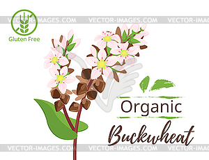 Cereals - buckwheat - vector clipart