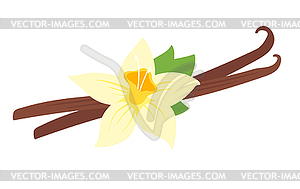 Vanilla flower - vector image