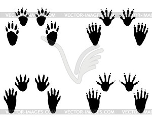 Black footprints of raccoon - vector image