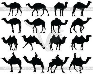 Silhouettes of camels  - vector clipart