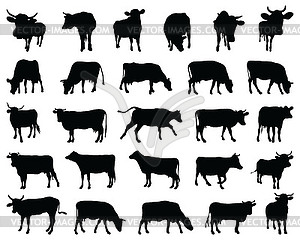 Black silhouettes of cows  - vector image