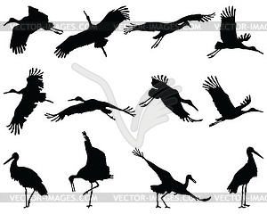  silhouettes of storks - vector image