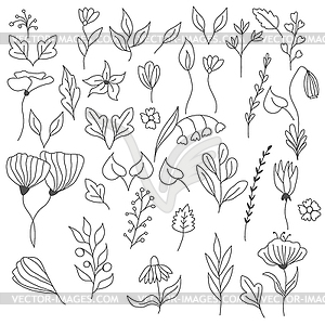 Set of hand-drawn floral and herbal elements in - vector image