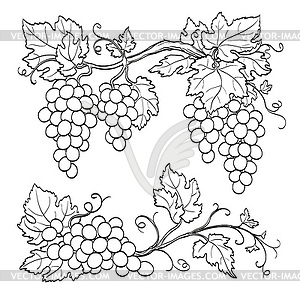 Grape branches - vector clipart