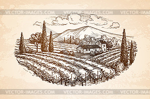 Vineyard landscape - vector image