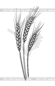 Wheat - vector clip art