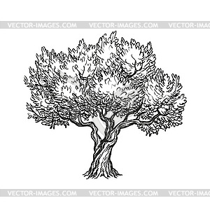 Olive tree - vector image