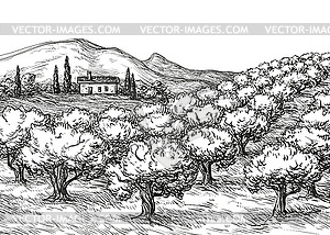 Olive grove landscape - vector clipart