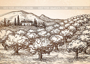 Olive grove landscape - vector image