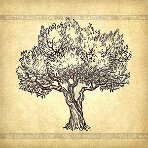 Olive tree - vector EPS clipart