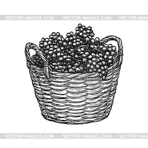 Grapes in basket - vector image