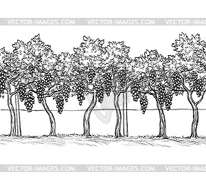 Vineyard - vector image