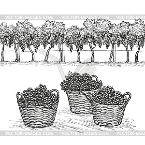 Vineyard and rape branches and grapes in basket - vector clipart