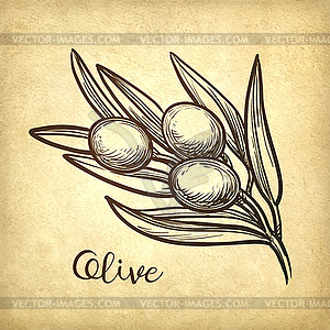 Olive branch - vector image