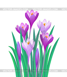 Bouquet of crocuses - vector clipart / vector image