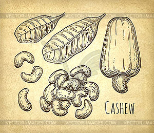 Cashew sketch set - vector image