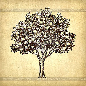 Orange tree - vector clipart