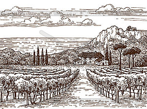 Vineyard landscape - vector clip art