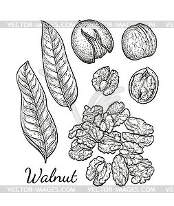 Ink sketch of walnuts - vector clipart