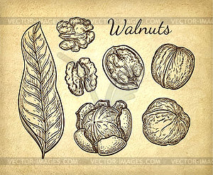 Ink sketch of walnuts - vector clip art