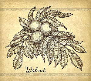 Ink sketch of walnut branch - vector image