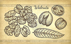 Ink sketch of walnuts - vector clipart