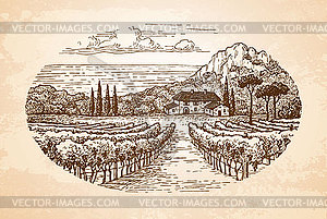 Vineyard by sea - vector clipart