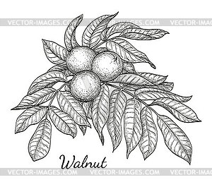 black walnut tree clip art