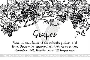 Grapevine ink sketch - vector clip art