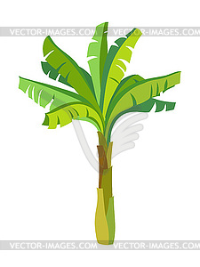 Banana palm tree - vector clip art
