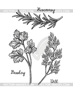 Herbs sketch set - vector image