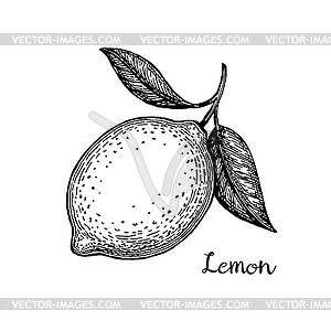 Lemon - vector image