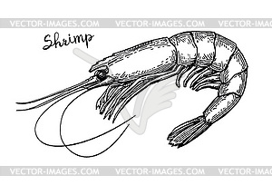 Shrimp ink sketch - vector image