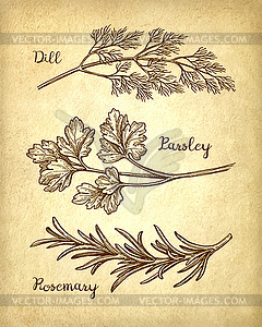 Herbs set on old paper background - vector clip art