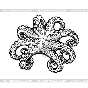 Octopus ink sketch - vector clipart