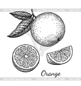 Ink sketch of orange - vector clipart