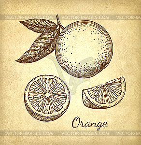 Ink sketch of orange - vector clip art