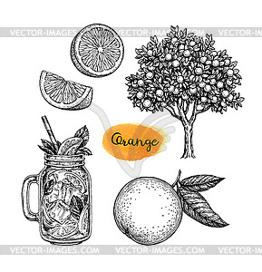 Ink sketch of orange - vector clipart