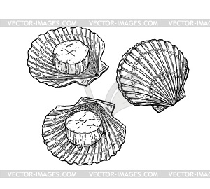 Scallops ink sketch - vector clipart