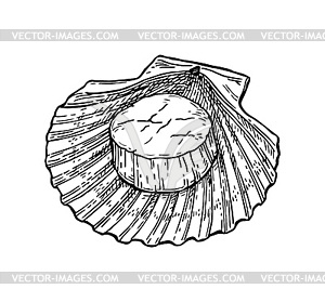 Эскиз чернил гребешка - векторное изображение клипарта