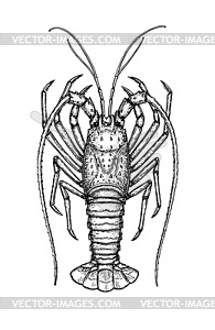 Ink sketch of spiny lobster - white & black vector clipart